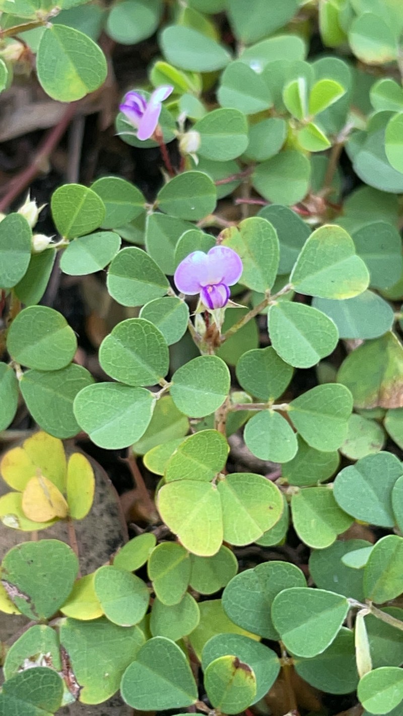 Threeflower Ticktrefoil photo 7