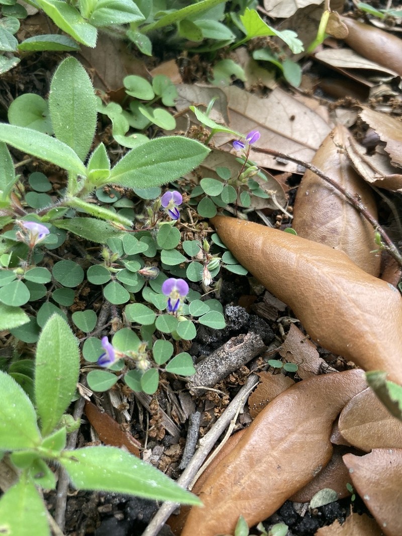 Threeflower Ticktrefoil photo 8