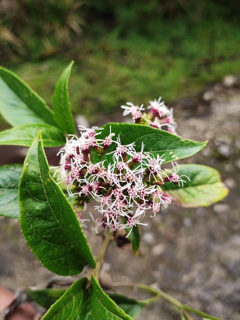 Grosvenoria hypargyra