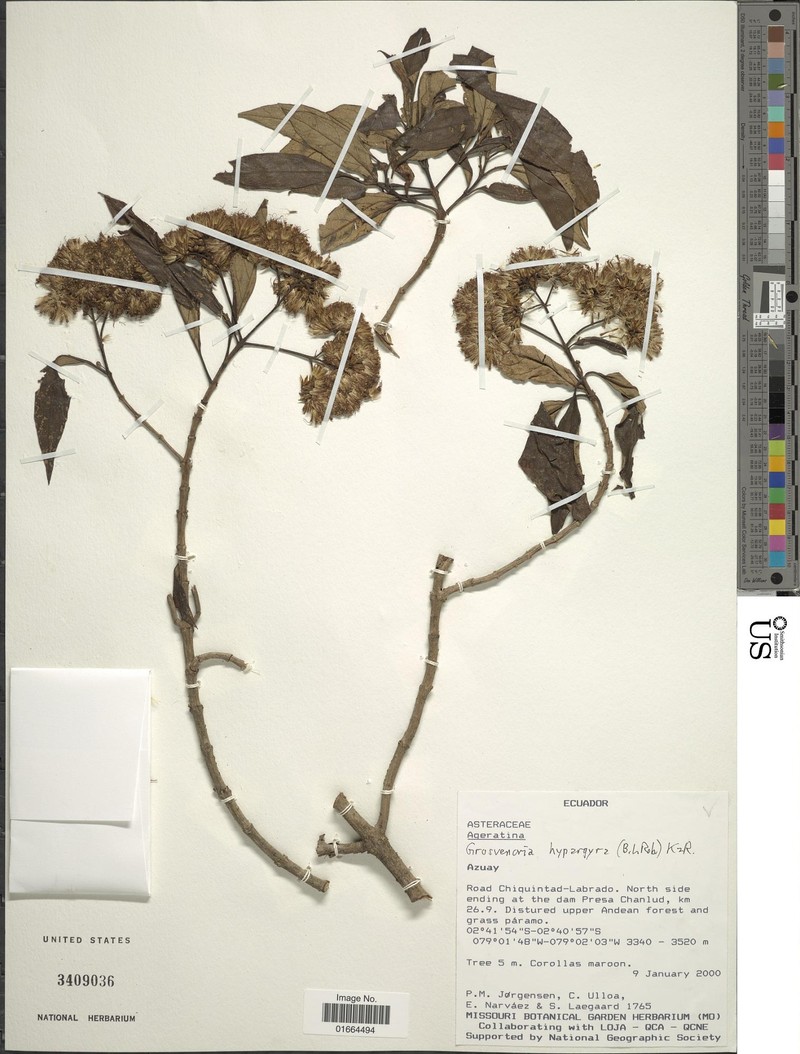 Grosvenoria hypargyra photo 2
