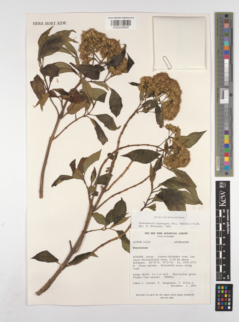 Grosvenoria hypargyra photo 3