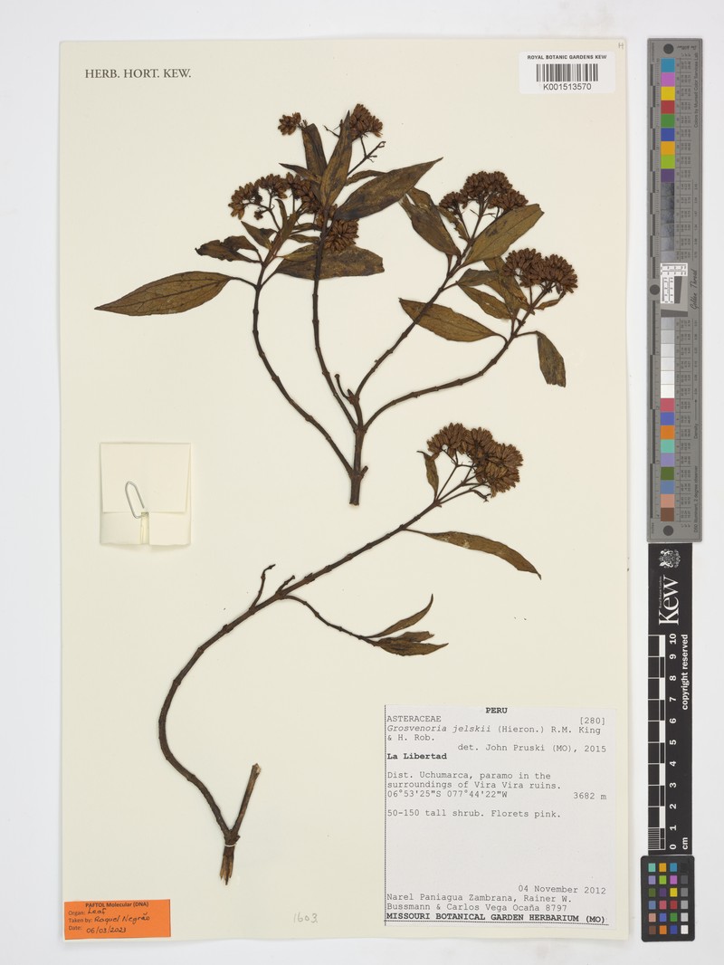 Grosvenoria jelskii photo 2