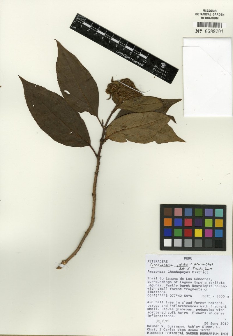 Grosvenoria jelskii photo 3