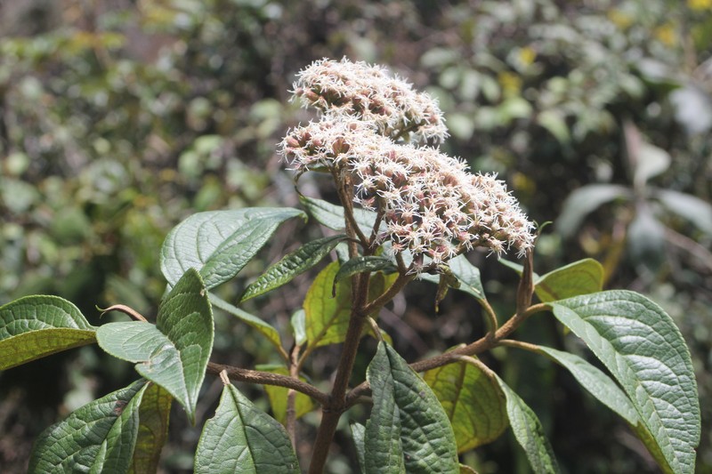 Grosvenoria rimbachii photo 2