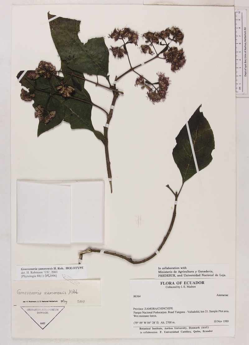 Grosvenoria zamorensis
