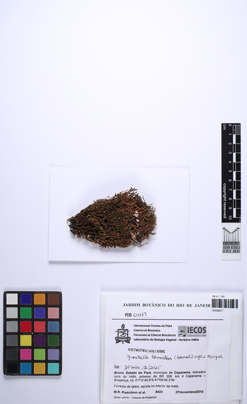 Tomentose Groutiella Moss