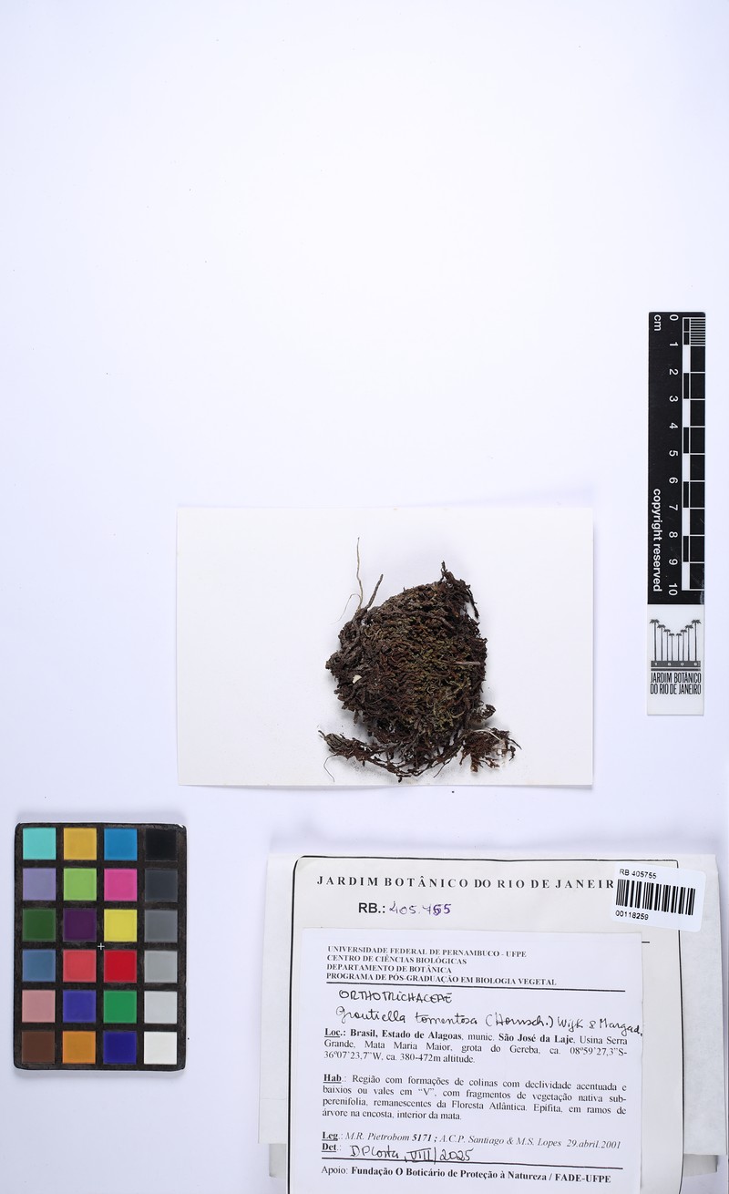 Tomentose Groutiella Moss photo 2