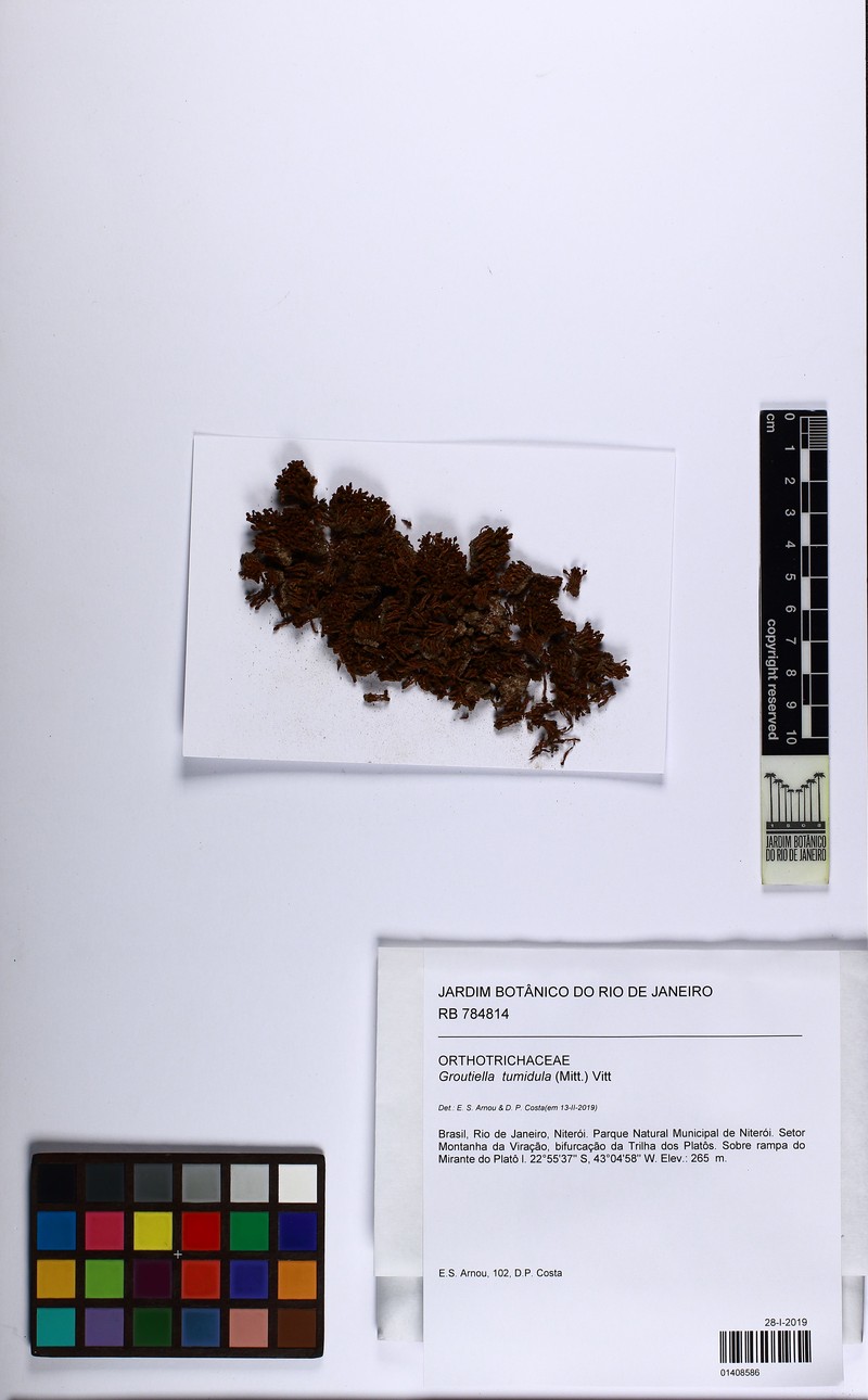 Groutiella Moss