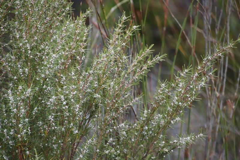 Grubbia rosmarinifolia