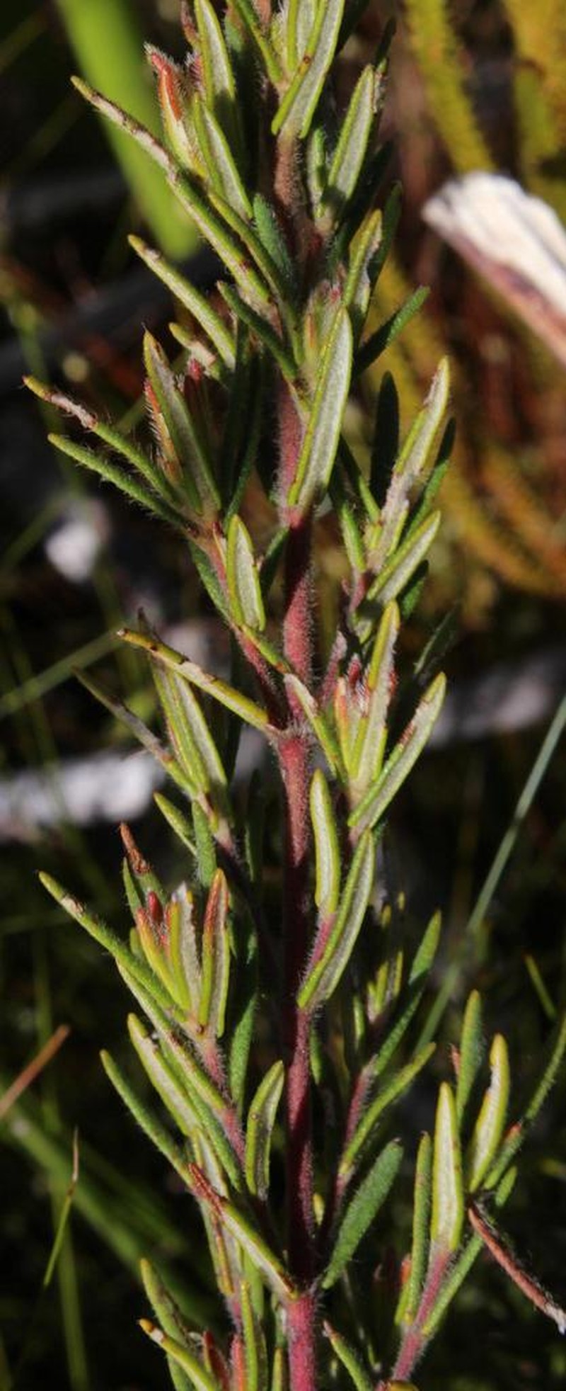 Grubbia rosmarinifolia photo 2