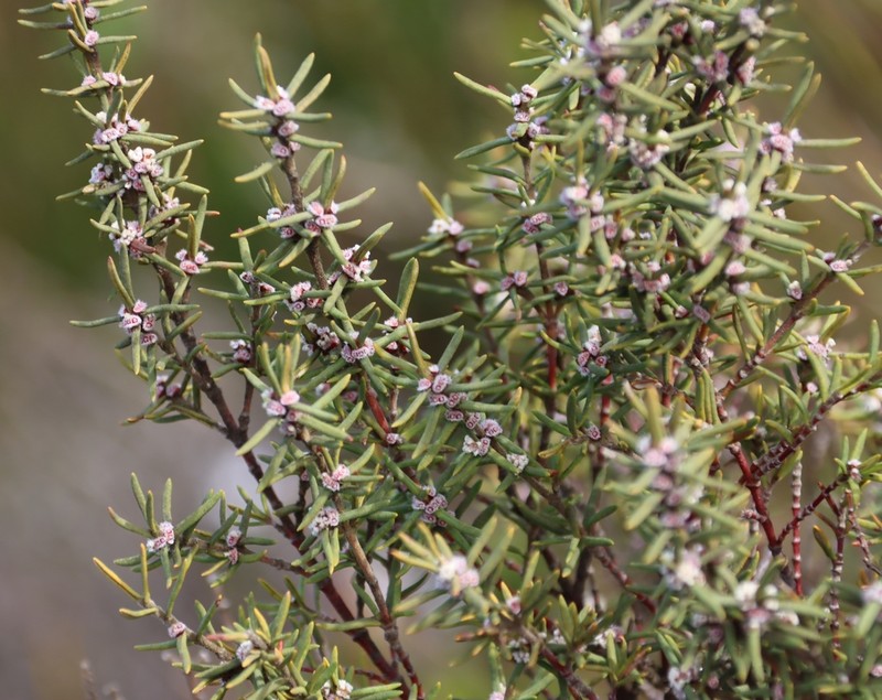 Grubbia rosmarinifolia photo 3