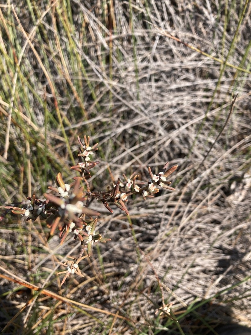 Grubbia rosmarinifolia photo 4