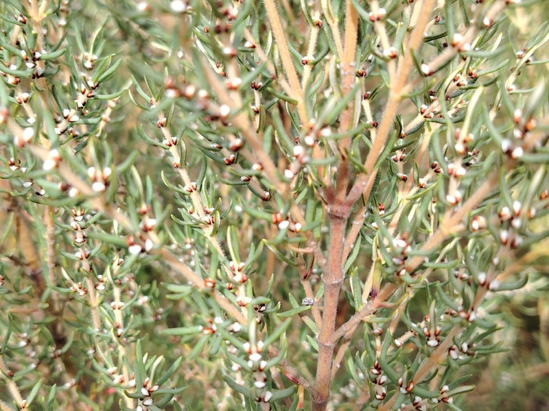 Grubbia rosmarinifolia photo 5