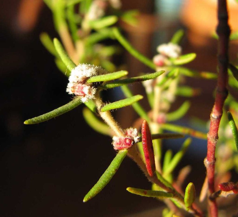 Grubbia rosmarinifolia photo 6