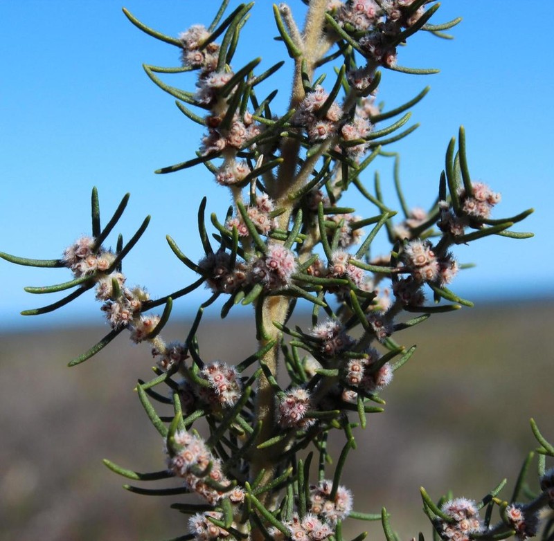 Grubbia rosmarinifolia photo 7