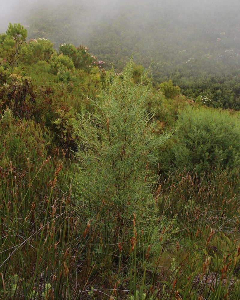 Grubbia rosmarinifolia photo 8