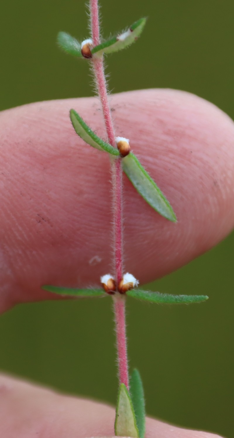 Grubbia rosmarinifolia subsp. gracilis