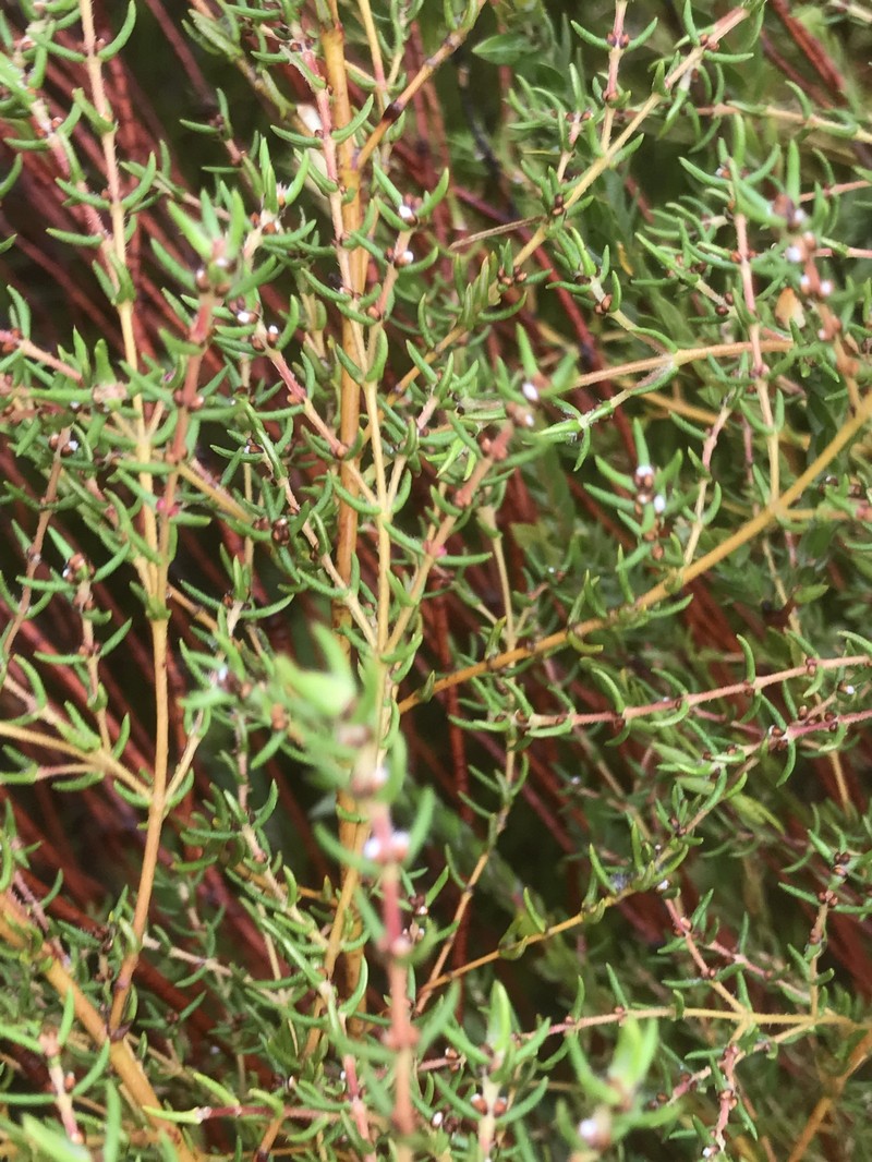 Grubbia rosmarinifolia subsp. gracilis photo 2