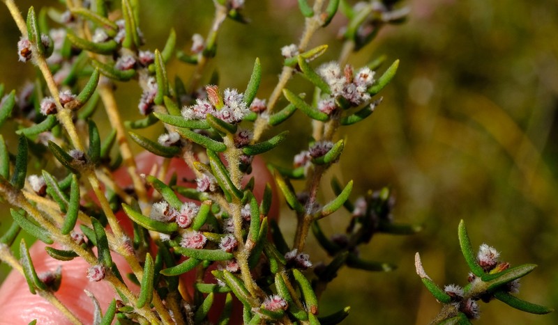 Grubbia rosmarinifolia subsp. gracilis photo 3