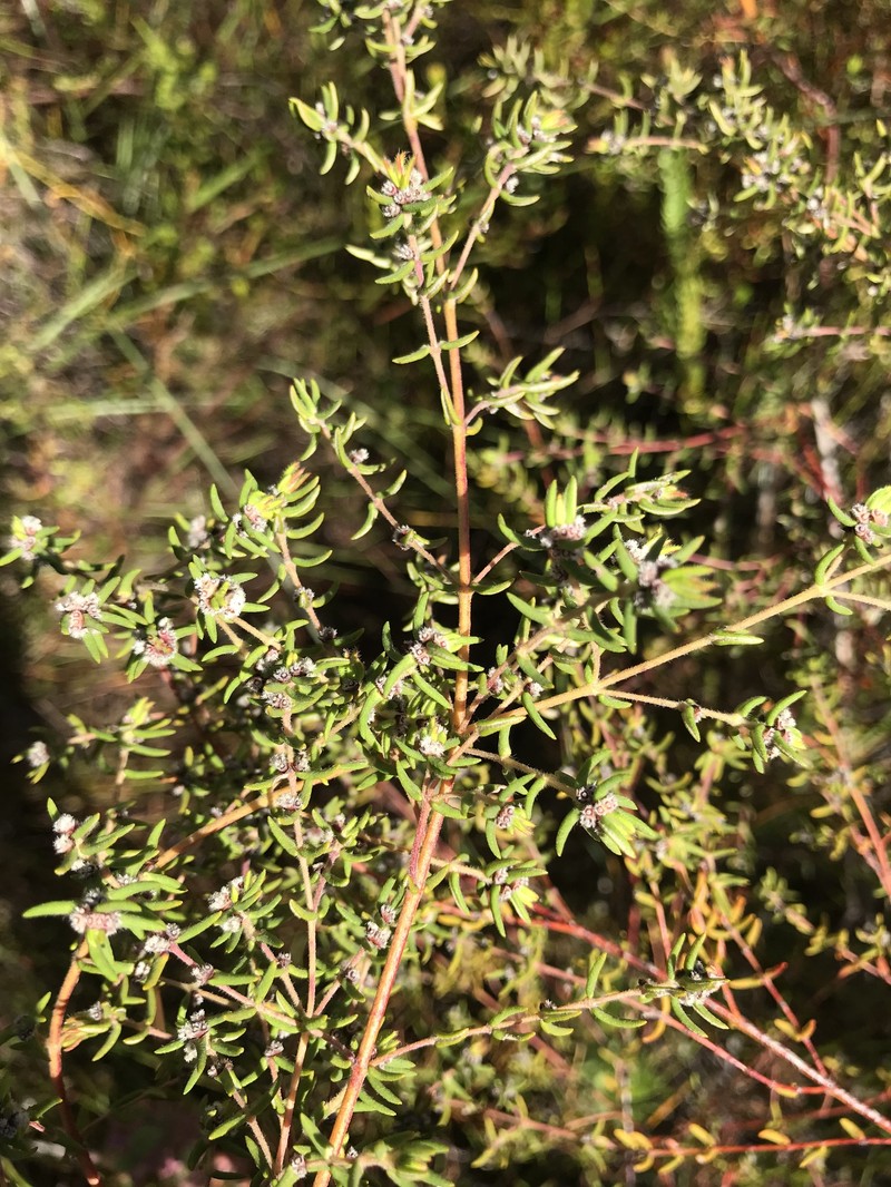 Grubbia rosmarinifolia subsp. gracilis photo 4