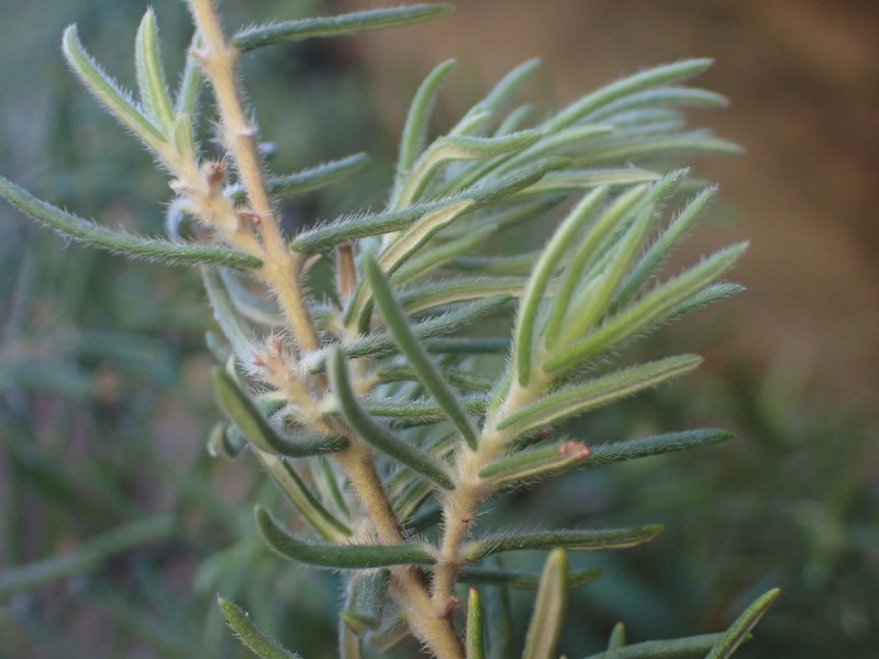 Grubbia rosmarinifolia subsp. hirsuta