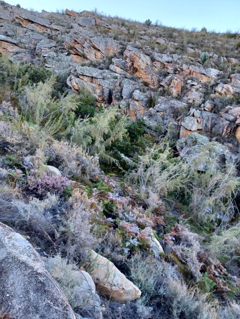 Grubbia rosmarinifolia subsp. hirsuta photo 2
