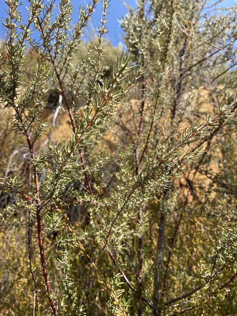 Grubbia rosmarinifolia subsp. hirsuta photo 3