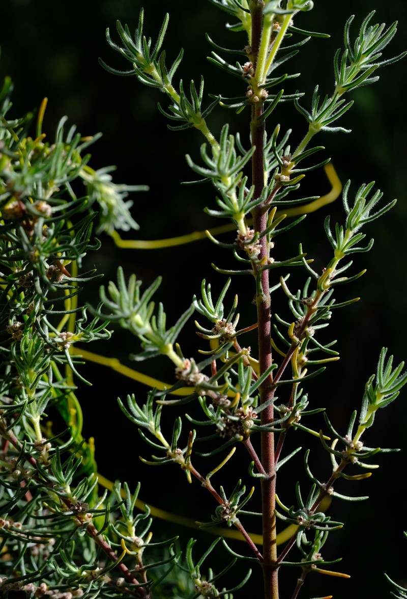 Grubbia rosmarinifolia subsp. hirsuta photo 4