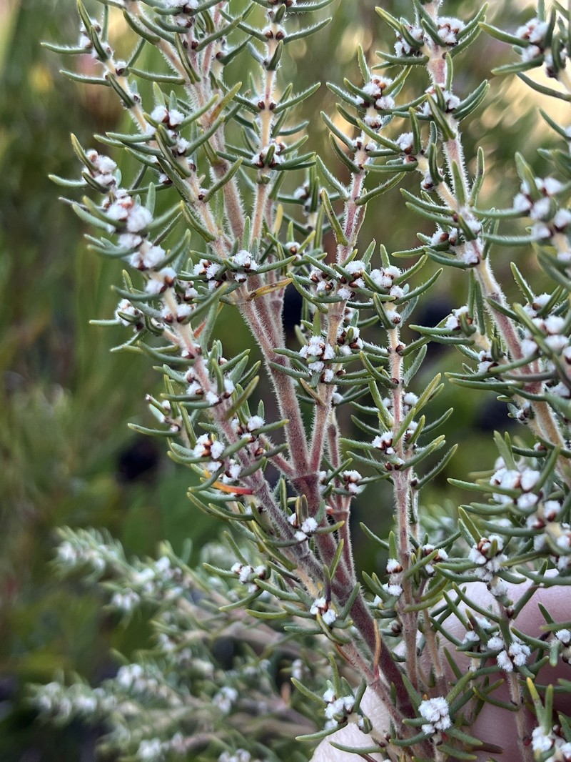Grubbia rosmarinifolia subsp. rosmarinifolia