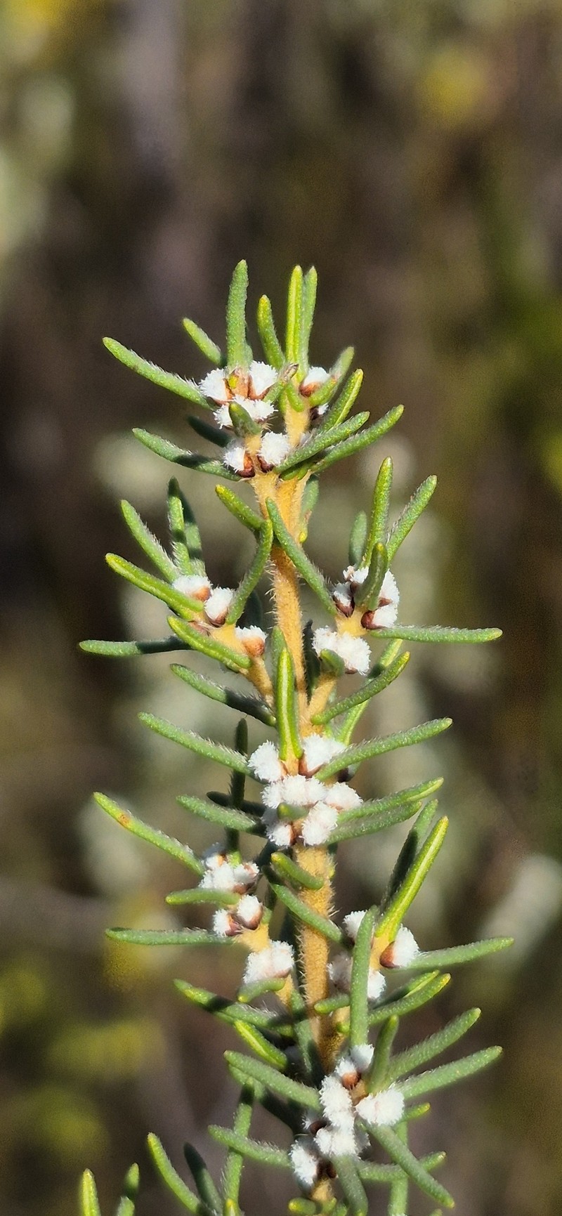 Grubbia rosmarinifolia subsp. rosmarinifolia photo 2