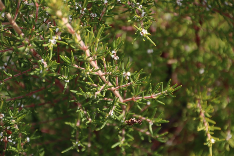 Grubbia rosmarinifolia subsp. rosmarinifolia photo 3