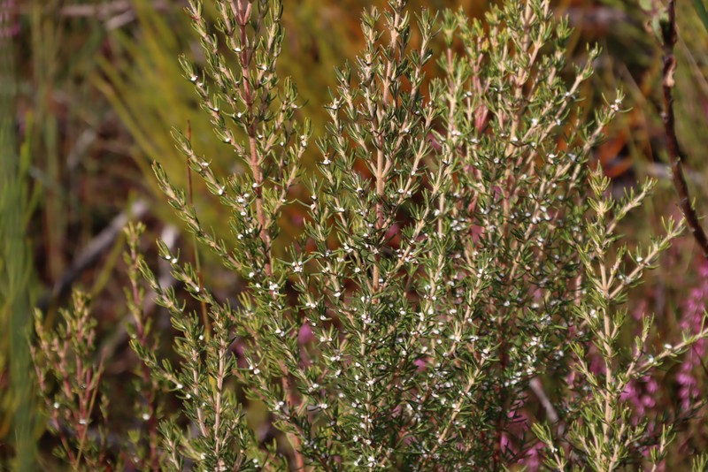 Grubbia rosmarinifolia subsp. rosmarinifolia photo 4