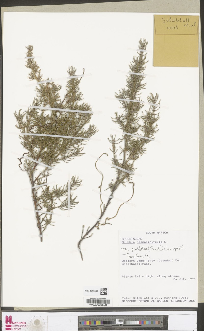Grubbia rosmarinifolia var. pinifolia