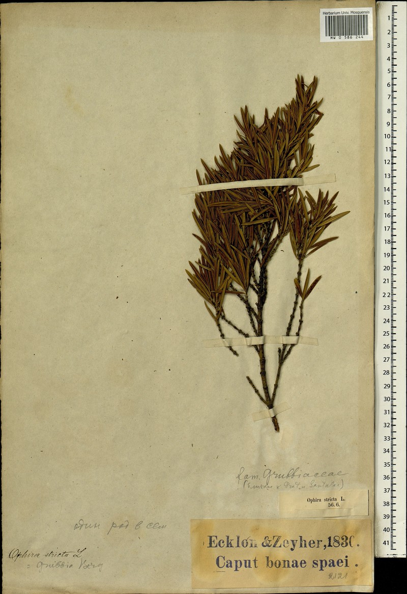 Grubbia rosmarinifolia var. pinifolia photo 2