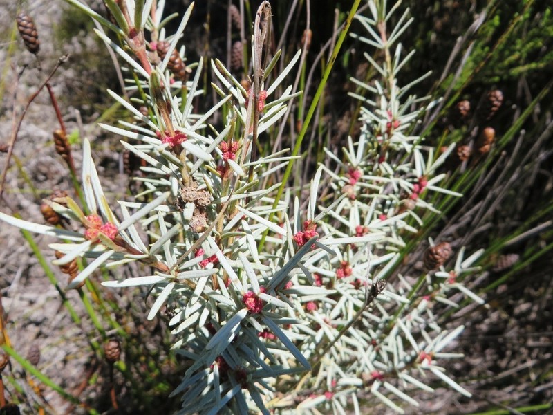 Grubbia rourkei
