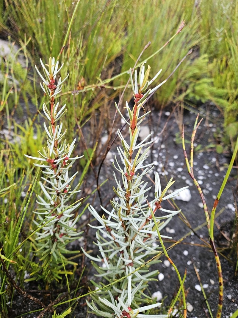 Grubbia rourkei photo 2