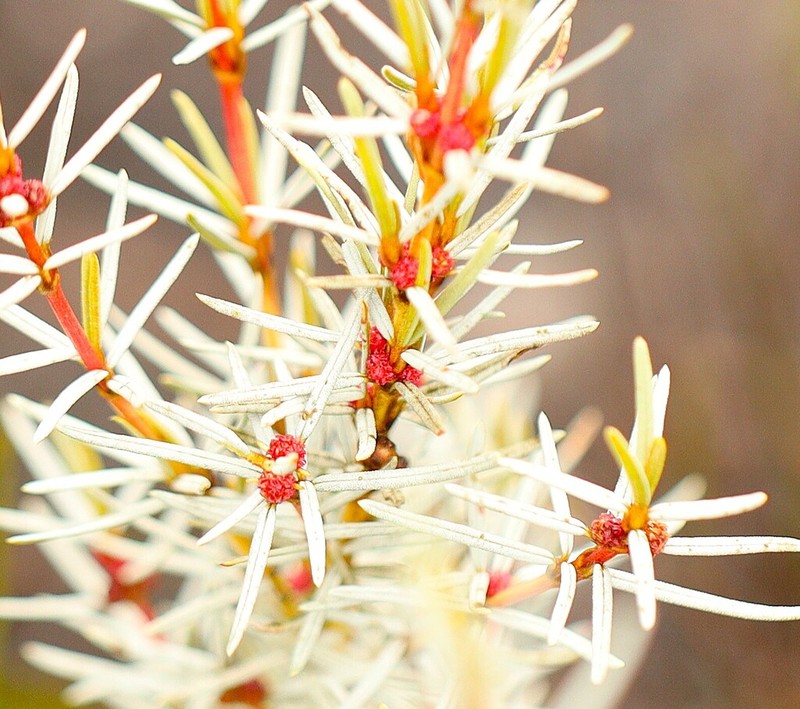 Grubbia rourkei photo 3