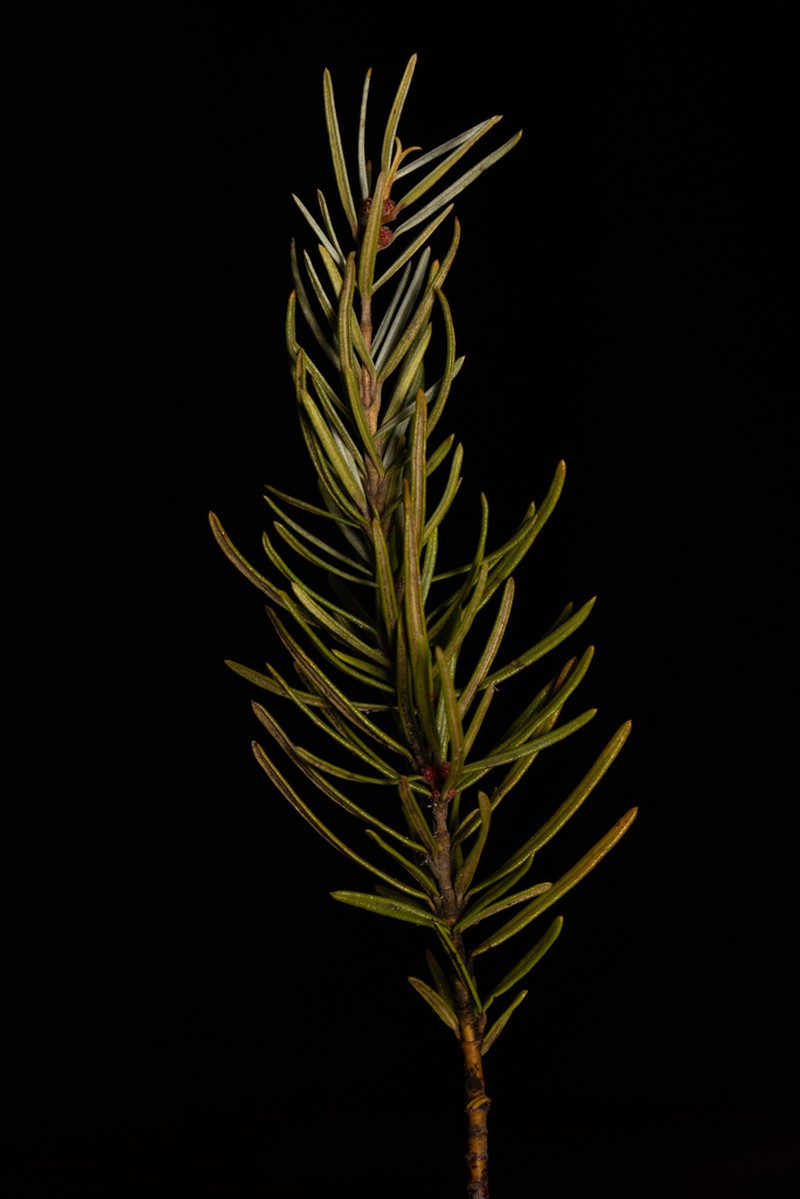 Grubbia rourkei photo 4