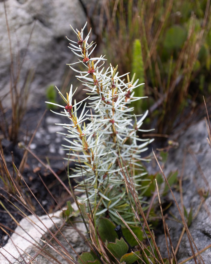 Grubbia rourkei photo 5