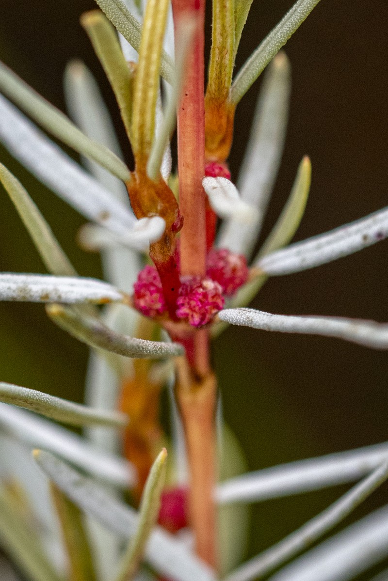 Grubbia rourkei photo 6