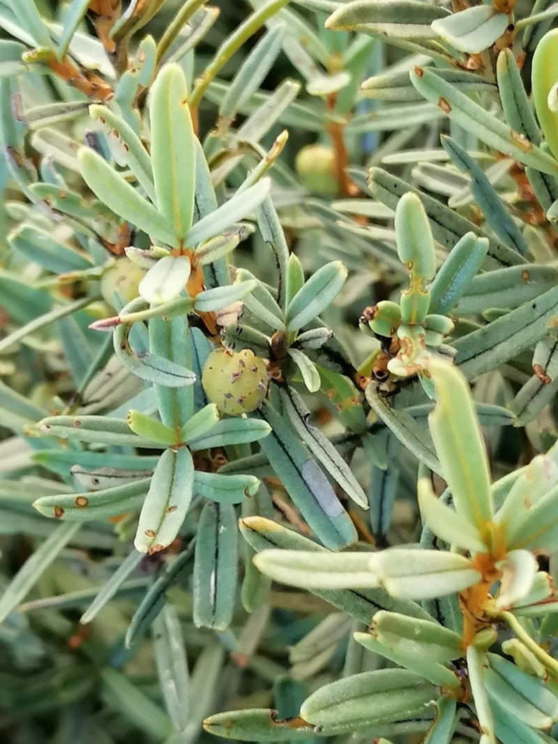 Grubbia tomentosa