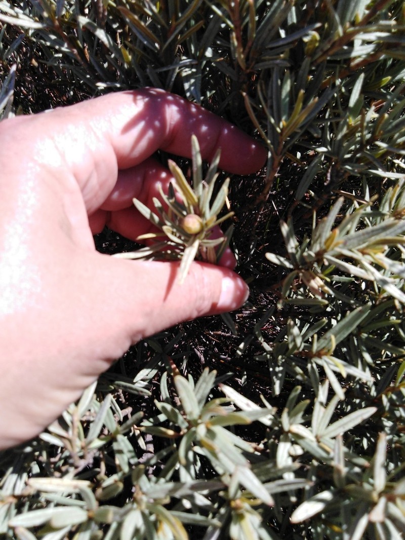 Grubbia tomentosa photo 2