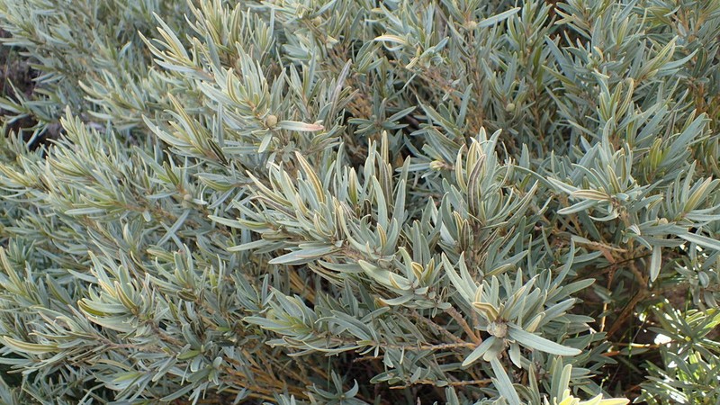 Grubbia tomentosa photo 3