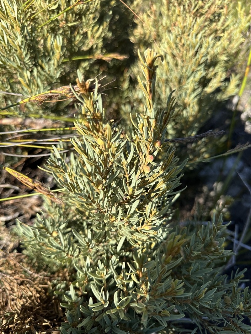Grubbia tomentosa photo 4