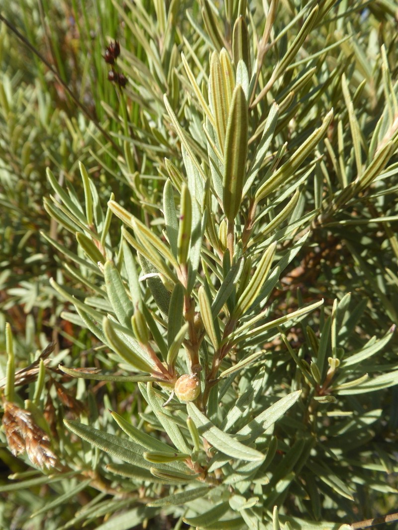 Grubbia tomentosa photo 5