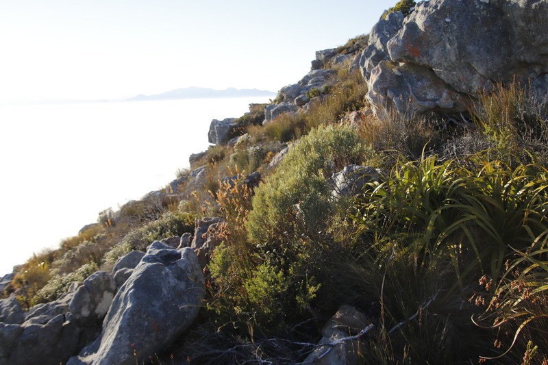 Grubbia tomentosa photo 6