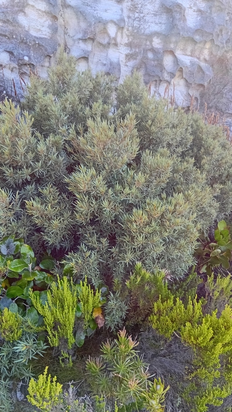 Grubbia tomentosa photo 7