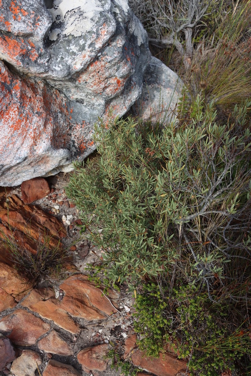 Grubbia tomentosa photo 8