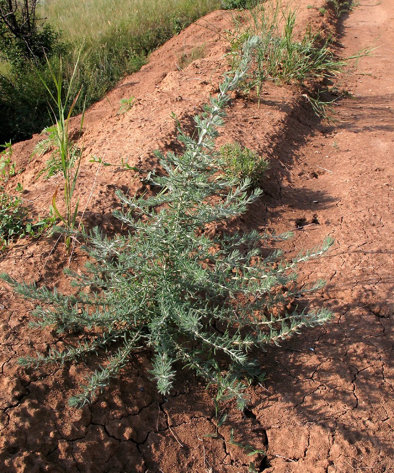 Grubovia sedoides