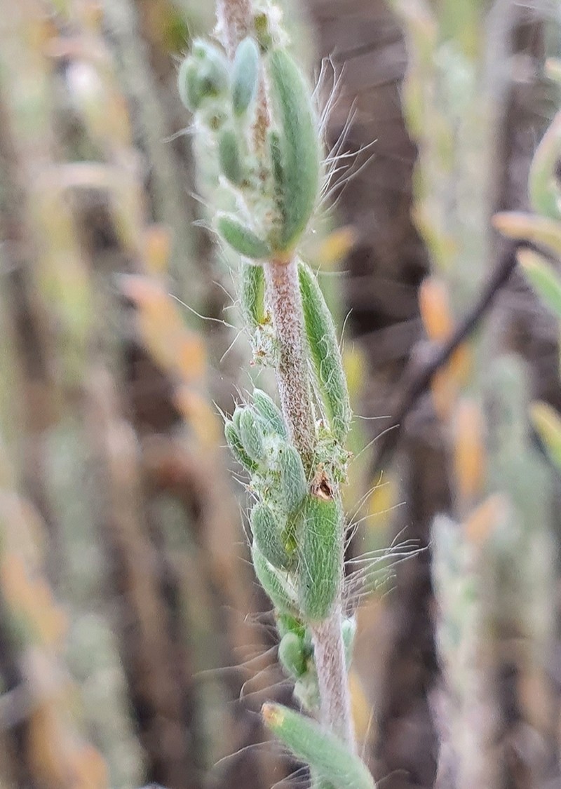 Grubovia sedoides photo 2